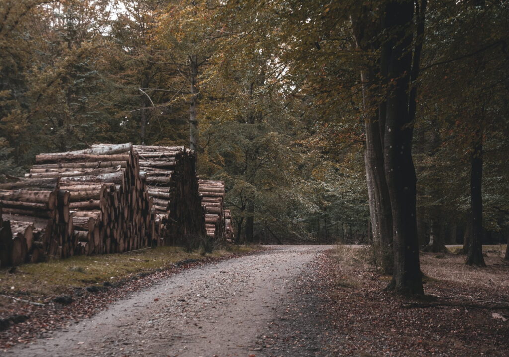 wycinka drewna w lesie